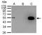 Cyclin A2 antibody, NBP1-31330, Novus Biologicals, Immunoprecipitation image 