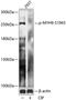 Myosin Heavy Chain 9 antibody, A00880S1943, Boster Biological Technology, Western Blot image 