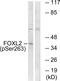 Forkhead Box L2 antibody, PA5-38842, Invitrogen Antibodies, Western Blot image 