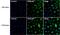 Nuclear Factor Kappa B Subunit 1 antibody, MA5-15870, Invitrogen Antibodies, Immunofluorescence image 