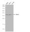 Peroxisomal Biogenesis Factor 19 antibody, NBP1-32925, Novus Biologicals, Western Blot image 