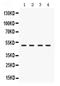 Ribonuclease/Angiogenin Inhibitor 1 antibody, PA5-79931, Invitrogen Antibodies, Western Blot image 