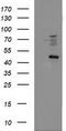 Squalene synthase antibody, TA503450S, Origene, Western Blot image 