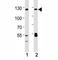 Sirtuin 1 antibody, F52426-0.4ML, NSJ Bioreagents, Western Blot image 