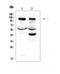 HIF1-alpha antibody, LS-C357423, Lifespan Biosciences, Western Blot image 
