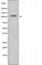 Rho guanine nucleotide exchange factor 2 antibody, orb226955, Biorbyt, Western Blot image 