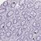 Zinc Finger Protein 43 antibody, PA5-62162, Invitrogen Antibodies, Immunohistochemistry frozen image 