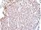 TEA Domain Transcription Factor 4 antibody, NBP1-32765, Novus Biologicals, Immunohistochemistry paraffin image 