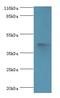 Autophagy Related 4A Cysteine Peptidase antibody, LS-C371802, Lifespan Biosciences, Western Blot image 