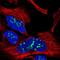 GPALPP Motifs Containing 1 antibody, NBP2-55303, Novus Biologicals, Immunofluorescence image 