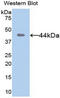 Matrix Metallopeptidase 8 antibody, MBS2004052, MyBioSource, Western Blot image 
