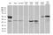 Secreted Frizzled Related Protein 2 antibody, M01752, Boster Biological Technology, Western Blot image 