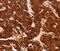 Adhesion G Protein-Coupled Receptor A2 antibody, PA5-50672, Invitrogen Antibodies, Immunohistochemistry frozen image 