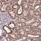 AC099489.1 antibody, HPA042154, Atlas Antibodies, Immunohistochemistry frozen image 