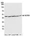 Aldolase, Fructose-Bisphosphate A antibody, A304-494A, Bethyl Labs, Western Blot image 