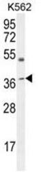 Apolipoprotein L6 antibody, AP50213PU-N, Origene, Western Blot image 