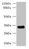 Coiled-Coil Domain Containing 106 antibody, CSB-PA863135LA01HU, Cusabio, Western Blot image 