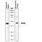 CD200 Molecule antibody, MAB2724, R&D Systems, Western Blot image 