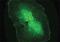 Casein Kinase 2 Alpha 1 antibody, A02398, Boster Biological Technology, Immunohistochemistry frozen image 