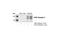 Kinase Insert Domain Receptor antibody, 2472S, Cell Signaling Technology, Western Blot image 