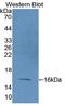 ATPM antibody, LS-C373831, Lifespan Biosciences, Western Blot image 