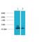 Lactalbumin Alpha antibody, LS-C387377, Lifespan Biosciences, Western Blot image 