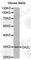 Deleted In Azoospermia Like antibody, A1114, ABclonal Technology, Western Blot image 