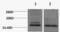 Histone Cluster 4 H4 antibody, A68337-100, Epigentek, Western Blot image 