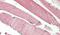 Threonine Synthase Like 2 antibody, PA5-37954, Invitrogen Antibodies, Immunohistochemistry paraffin image 