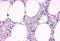 Complement C5a Receptor 1 antibody, MBS246812, MyBioSource, Immunohistochemistry paraffin image 