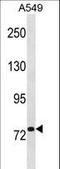 Ribonucleotide Reductase Catalytic Subunit M1 antibody, LS-C156019, Lifespan Biosciences, Western Blot image 