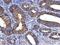 Aldehyde Dehydrogenase 1 Family Member A1 antibody, NBP2-15336, Novus Biologicals, Immunohistochemistry paraffin image 