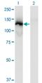 Slingshot Protein Phosphatase 1 antibody, H00054434-M12, Novus Biologicals, Western Blot image 
