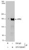 Glutamyl-Prolyl-TRNA Synthetase antibody, PA5-77966, Invitrogen Antibodies, Immunoprecipitation image 