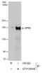 GluRS antibody, PA5-77966, Invitrogen Antibodies, Immunoprecipitation image 