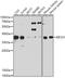 Eukaryotic Translation Initiation Factor 2 Subunit Alpha antibody, 13-277, ProSci, Western Blot image 