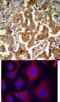 SRBP1 antibody, 79-189, ProSci, Immunohistochemistry frozen image 