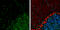 High Mobility Group Box 1 antibody, GTX628834, GeneTex, Immunohistochemistry frozen image 