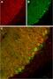 Potassium Two Pore Domain Channel Subfamily K Member 1 antibody, GTX16685, GeneTex, Immunohistochemistry frozen image 