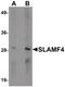 CD244 Molecule antibody, PA5-21136, Invitrogen Antibodies, Western Blot image 