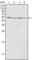 Calreticulin antibody, abx016075, Abbexa, Western Blot image 