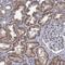 FKBP Prolyl Isomerase 1A antibody, NBP2-14017, Novus Biologicals, Immunohistochemistry paraffin image 