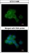 Eukaryotic Elongation Factor 2 Kinase antibody, GTX111496, GeneTex, Immunofluorescence image 