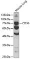 CD36 Molecule antibody, 19-860, ProSci, Western Blot image 