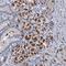 Fibroblast Growth Factor Receptor 2 antibody, HPA035305, Atlas Antibodies, Immunohistochemistry frozen image 
