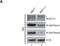 DOT1 Like Histone Lysine Methyltransferase antibody, NB100-40845, Novus Biologicals, Western Blot image 