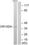 Putative olfactory receptor 10D4 antibody, abx015396, Abbexa, Western Blot image 