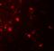 Interleukin 36 Alpha antibody, PA5-72777, Invitrogen Antibodies, Immunofluorescence image 