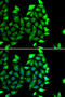 IKAROS Family Zinc Finger 3 antibody, abx005494, Abbexa, Western Blot image 