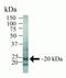 Caveolin 2 antibody, 41-0700, Invitrogen Antibodies, Western Blot image 